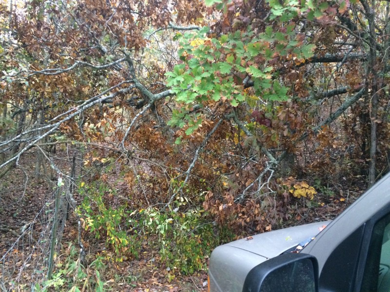One place we tried to climb had this massive tree fall on the narrow road. After several hours pulling and cutting the mass apart (with pocket knives), we couldn’t penetrate the last two 5” diameter branches (even after tying them to Ludwig).