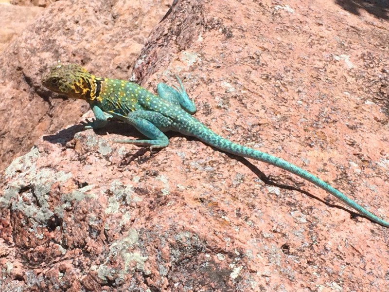 Prior to seeing snakes, we ran across a number of these beautiful Collared Lizards.