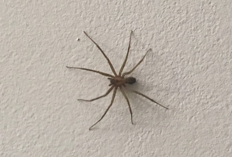 I took a picture of the first brown recluse sighting before smashing him to smithereens.