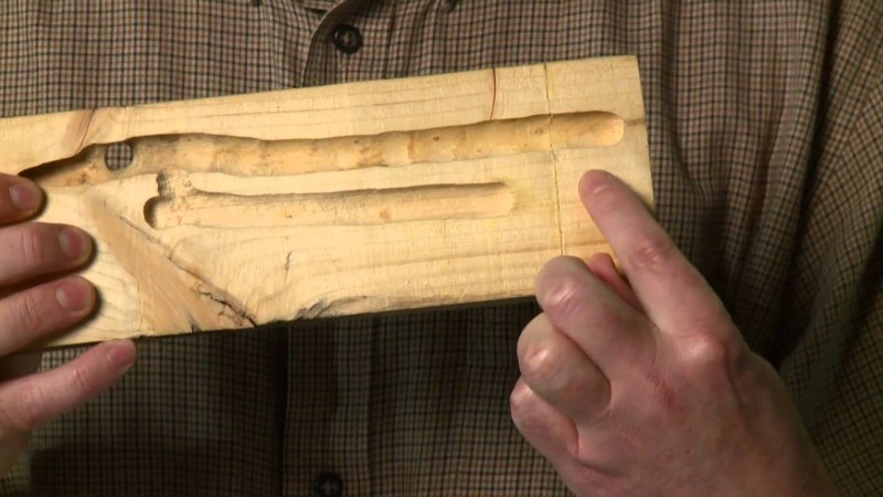 An example of a carpenter bee tunnel inside a piece of wood. They enter on the side and then create long branching tunnels.